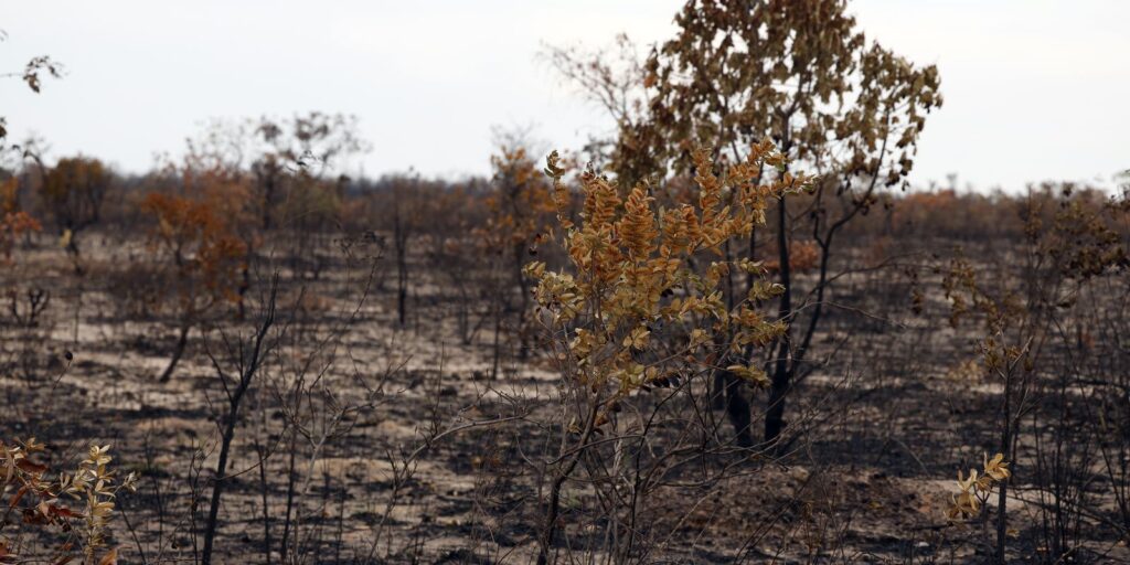 viva-maria-sauda-trabalho-de-jocelita-no-combate-aos-crimes-ambientais