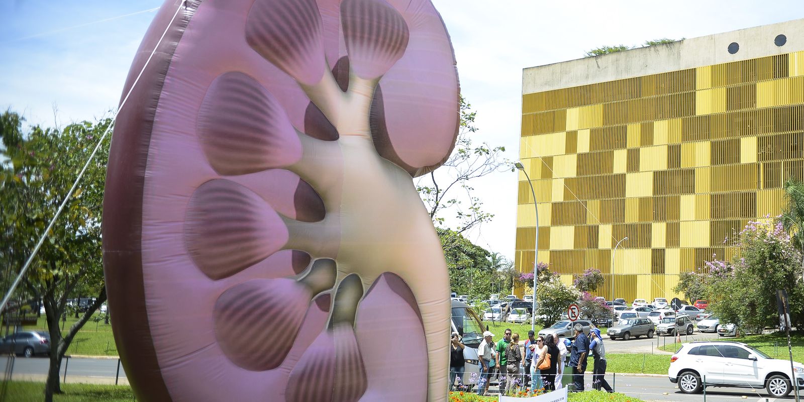 dia-mundial-do-rim:-doencas-renais-sao-silenciosas-e-exigem-atencao