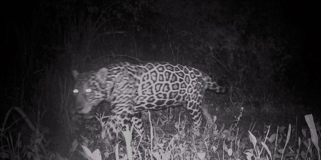 campo-grande-recebe-evento-sobre-conservacao-de-animais-silvestres