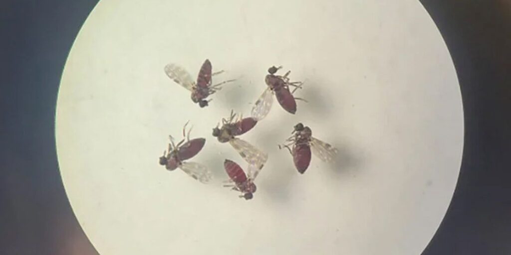 subnotificados,-casos-de-oropouche-atingem-2%-da-populacao-brasileira