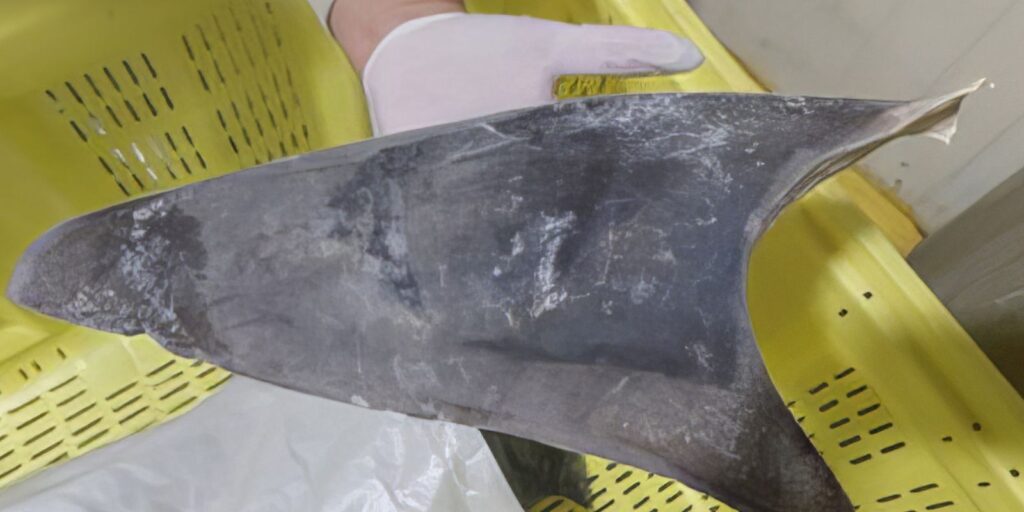 ibama-impoe-regras-mais-rigidas-para-comercio-de-tubarao-azul