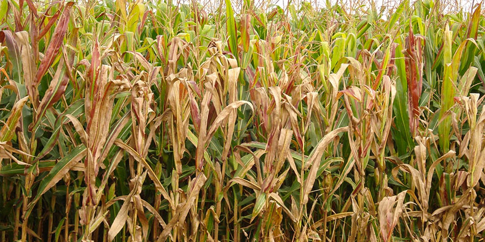 praga-do-milho-provoca-prejuizo-de-r$-33,6-bilhoes-por-ano