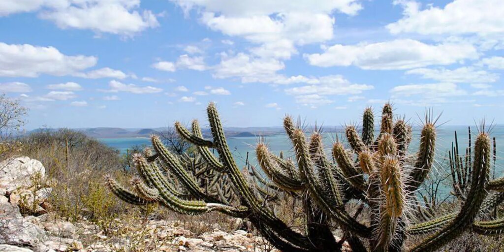 rio-grande-do-norte-cria-nova-unidade-de-conservacao-da-caatinga
