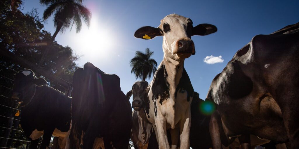 uniao-europeia-oficializa-veto-a-carne-brasileira-a-partir-de-setembro