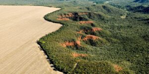 onu-reconhece-iniciativa-de-restauracao-do-cerrado-como-referencia