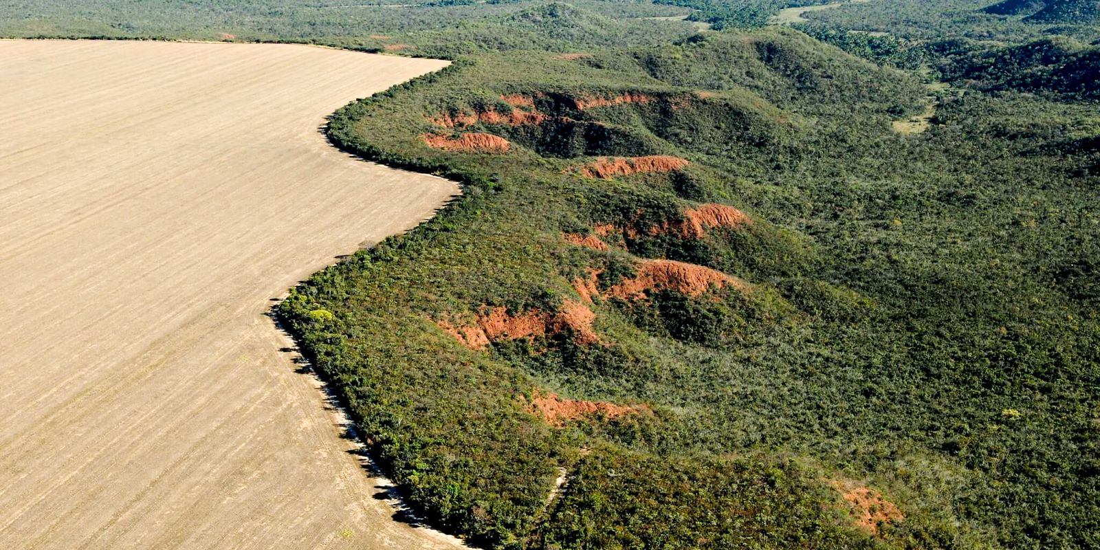 onu-reconhece-iniciativa-de-restauracao-do-cerrado-como-referencia