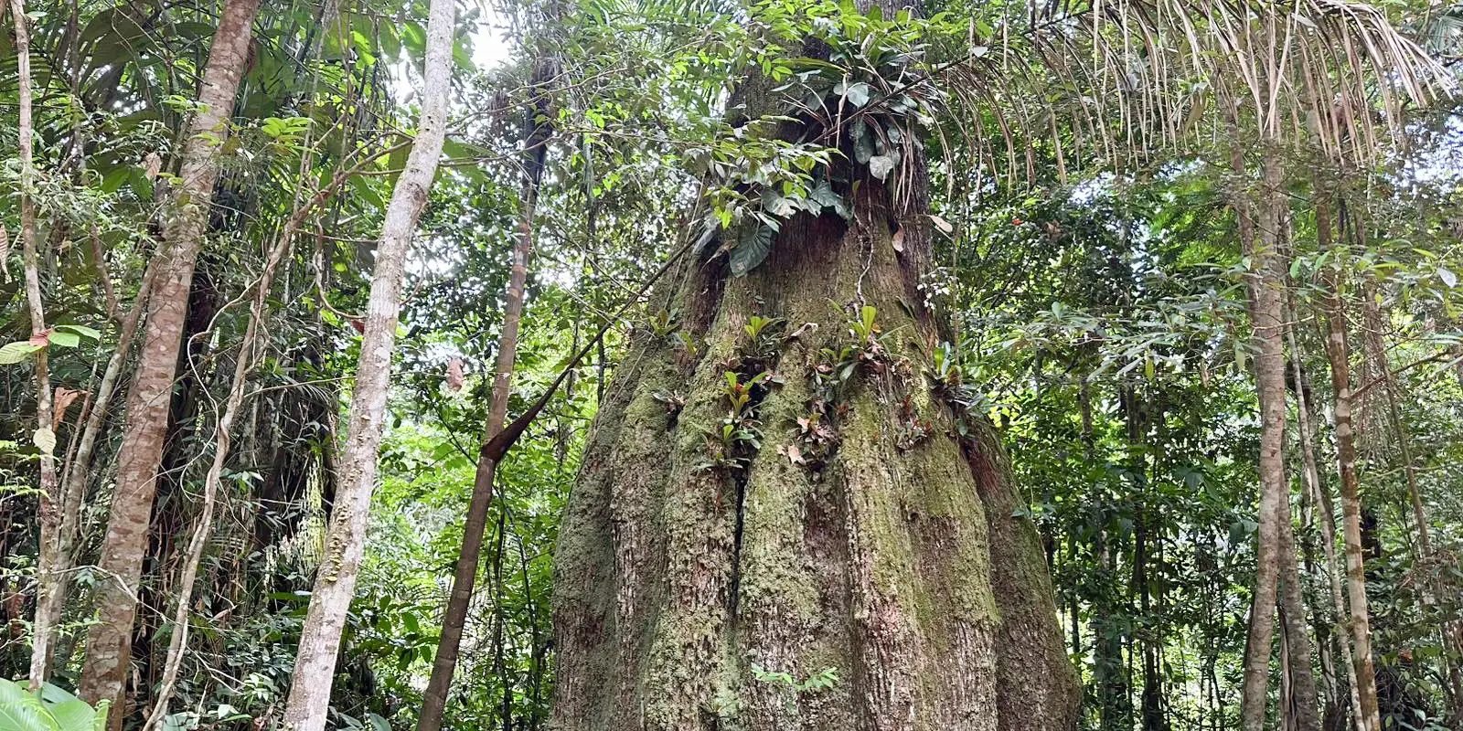 amazonas-ganha-quatro-novas-reservas-de-desenvolvimento-sustentavel