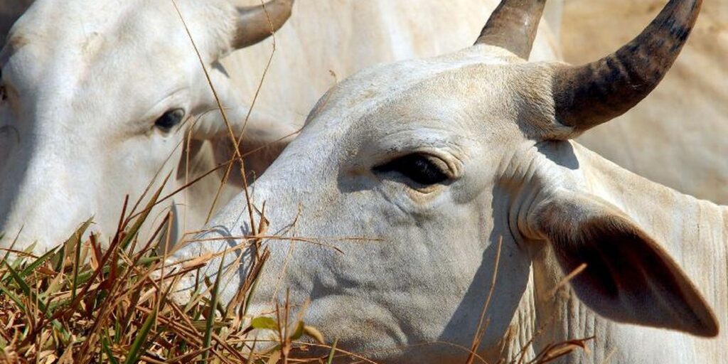 carne-brasileira-passa-a-pagar-tarifa-de-67%-para-entrar-na-china