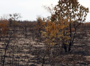 viva-maria-sauda-trabalho-de-jocelita-no-combate-aos-crimes-ambientais