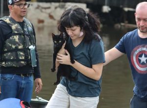 senado-aprova-politica-de-protecao-a-animais-resgatados-em-desastres
