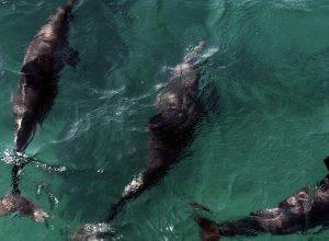 acordo-reforca-protecao-a-golfinhos-na-praia-de-pipa