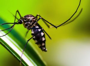 casos-de-dengue-no-brasil-caem-75%-em-2026