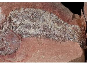 estudo-mostra-fossil-de-peixe-pre-historico-encontrado-em-mato-grosso