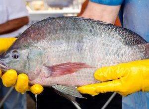 primeira-fabrica-de-curativos-de-pele-tilapia-vai-ser-no-ceara
