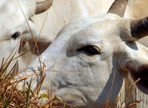 carne-brasileira-vai-pagar-tarifa-de-67%-para-entrar-na-china