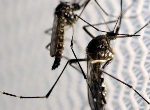 aedes-aegypti:-quase-metade-dos-municipios-esta-em-alerta-ou-risco