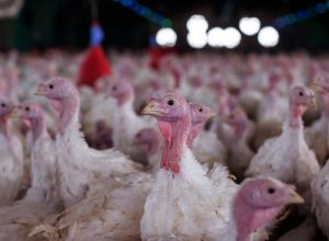 agricultura-confirma-foco-de-doenca-de-newcastle-em-santa-catarina