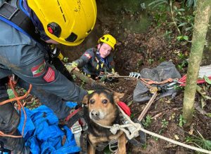 Cães-caem-em-buraco-de-10-metros