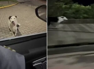 cachorro-corre-ao-lado-do-carro-do-tutor-balneario-picarras